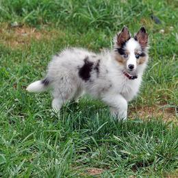 Rottweiler and Toy Shetland Sheepdog Puppies from Mountain High Kennels