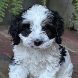 Vaky - Black white and tan male Cockapoo puppy in Miami, Florida from Peshos Cockapoos