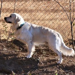 Golden Retrievers from Heartland English Cream Golden Retrievers