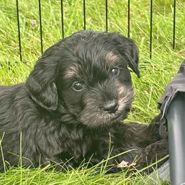 Black - Black male Goldendoodle puppy in Holland, Michigan from WAG 52nd