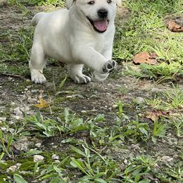 Labrador Retriever Puppies from Southern Tails Labradors