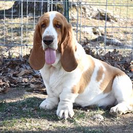 Ginger - Basset Hound