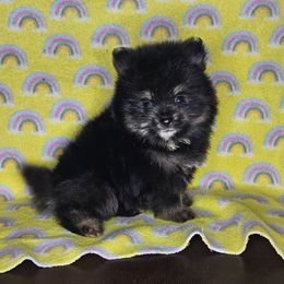 Branch - Black and tan male Pomeranian puppy in Laredo, Texas from SASH Poms