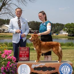 Winnie - Nova Scotia Duck Tolling Retriever