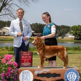 Winnie - Nova Scotia Duck Tolling Retriever