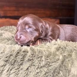 Clover - Chocolate and tan male Dachshund puppy in Washburn, Tennessee from Clinch Mountain Dachshunds