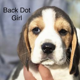 Girl 3 - Black tan and white female Beagle puppy in Napavine, Washington from StormyDaze Labradors & Beagles