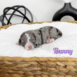 Bunny - Blue merle female Bernedoodle puppy in Mount Vernon, Missouri from PoodlelyDoodlely