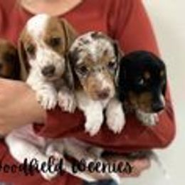 Dachshund puppies from Woodfield Weenies