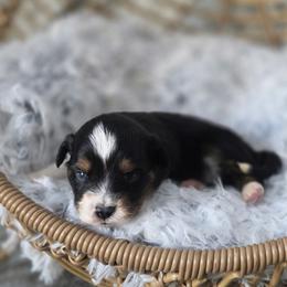 Peanut - Black tri male Miniature Australian Shepherd puppy in Killen, Alabama from Wilkers Wholehearted Mini Aussies