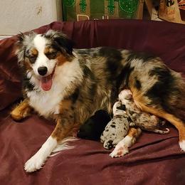 Toy Australian Shepherd puppies from Crazy Aussie Chaos