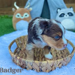 "Arrow" Australian Shepherd and Miniature Australian Shepherd Puppies from Integrity Aussies Tx