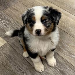 Gray - Blue merle male Australian Shepherd puppy in Oneida, Tennessee from Miller's Legacy Natural Australian Shepherds - Full Tails & Dewclaws!