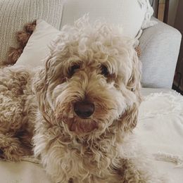 Dolly - Goldendoodle