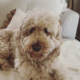 Dolly - Goldendoodle