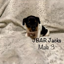Male 3 - Tri-color male Jack Russell Terrier puppy in Bedias, Texas from JBar Jacks