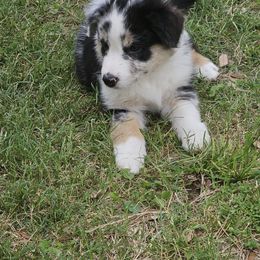 Australian Shepherd Puppies from Cali's Australian Shepherds
