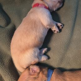 Dachshund Puppies from Rebeka Davy