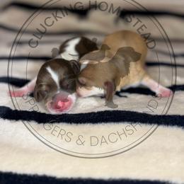 Possum - Piebald female Dachshund puppy in Fond Du Lac, Wisconsin from Clucking Homestead Springers & Dachshunds