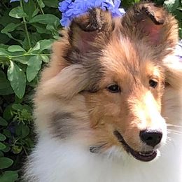 Shetland Sheepdogs from ZZ Shelties