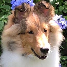 Shetland Sheepdogs from ZZ Shelties