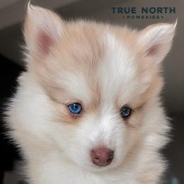 Amber - Red and white female Pomsky puppy in Olathe, Kansas from True North Pomskies