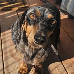 Daisy - Dachshund