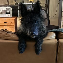 Boop - Dutch Shepherd