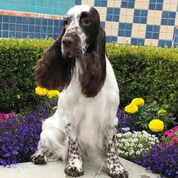 Paris - Field Spaniel