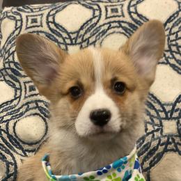 Wyatt - Red male Pembroke Welsh Corgi puppy in Urbana, Ohio from Edgewood Farm and Kennel