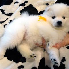 American Eskimo Dog puppies from Tribe of Aryelle