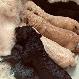 Goldendoodle Puppies from Cruella’s Doodles