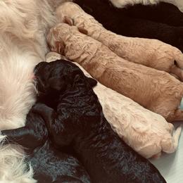 Goldendoodle Puppies from Cruella’s Doodles
