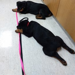 Rottweiler Puppies from Gateway Rottweilers