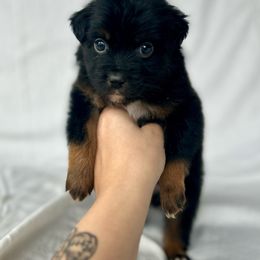 Clove - Black tri Toy Australian Shepherd puppy in Venus, Texas from Prickly Pear Pups