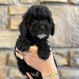 Warrior - Black male Goldendoodle puppy in Lyman, Wyoming from Backcountry Doodles