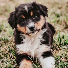 Australian Shepherds from Breezy Pawz Australian Shepherds