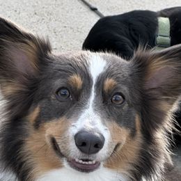Willow - Pembroke Welsh Corgi