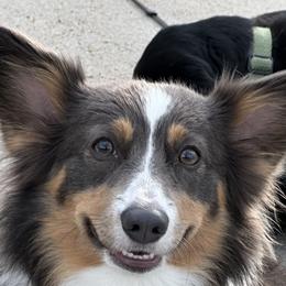 Willow - Pembroke Welsh Corgi