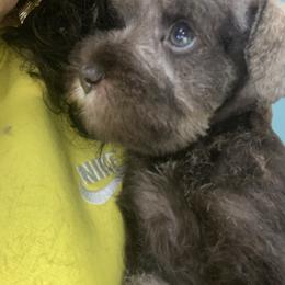 Rhymi - Liver male Miniature Schnauzer puppy in Lehigh Acres, Florida from Regency Schnauzer