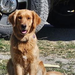 Bailor - Golden Retriever