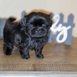 Charlie AKC Champion Bloodline - Black Shih Tzu puppy in Kings Mountain, North Carolina from Britany's Shih Tzus