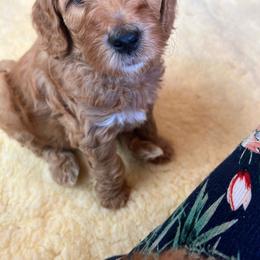 Goldendoodle Puppies from Sunnydoodle Utah