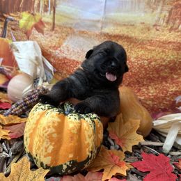 Ezra - Sable female German Shepherd puppy in Lake Elsinore, California from MK-K9 L.L.C.