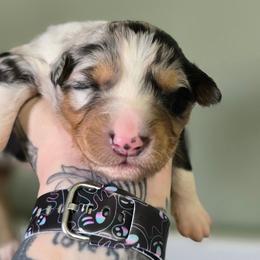 Zebra - Blue merle female Australian Shepherd puppy in London, Kentucky from Kenmont Kennels