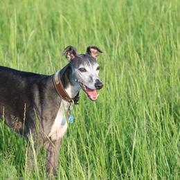 Whippet All Grown Up from Nota Bene whippets