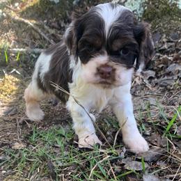 Girl 1 - Brown and white female Cocker Spaniel puppy in Gadsden, Alabama from Rich Cat’s