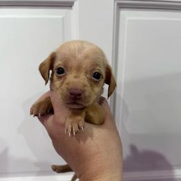 Anthony Bridgerton - Cream male Dachshund puppy in Fort Myers, Florida from Lady Margery’s Dachshunds