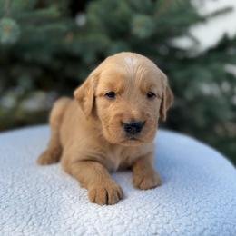Lime Green Boy - Golden male Golden Retriever puppy in Salt Lake City, Utah from Deseret Peak Goldens