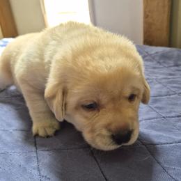Elias Green collar - Yellow male Labrador Retriever puppy in Greenwich, Ohio from Pure Gem Kennel